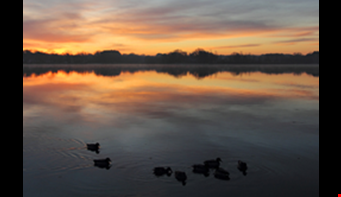 ducks on a body of water in Maryland